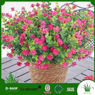 Plandaí Trailing Saorga