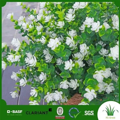 Peonies falsa