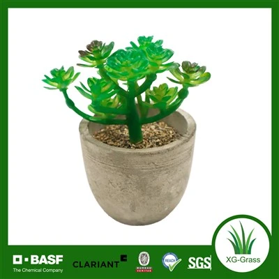 Gléasra Succulent Glas Xingu Lush Le haghaidh Decor Baile agus Oifige