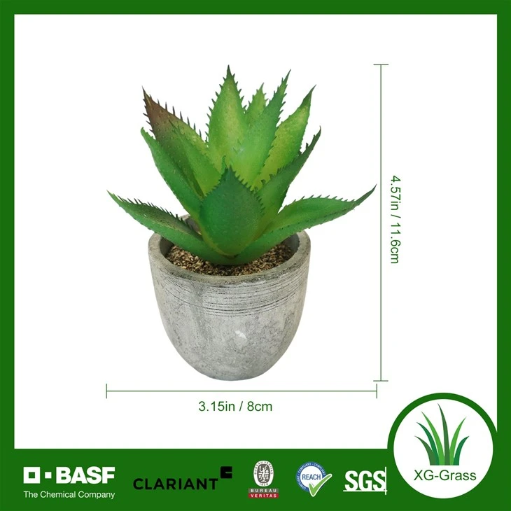 Xingu Premium Bulk Succulent Plants For Wholesale Purchase Online best