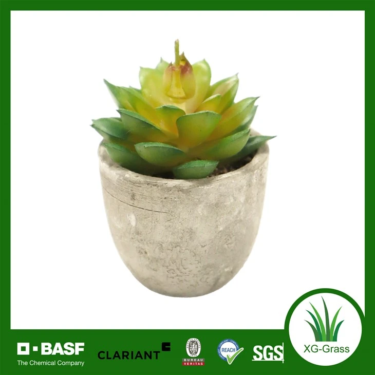 Plandaí Succulent Xingu ar Mórchóir do Cheannaitheoirí Idirnáisiúnta